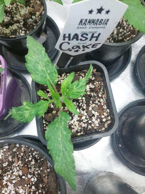 Hash cake. Week 3