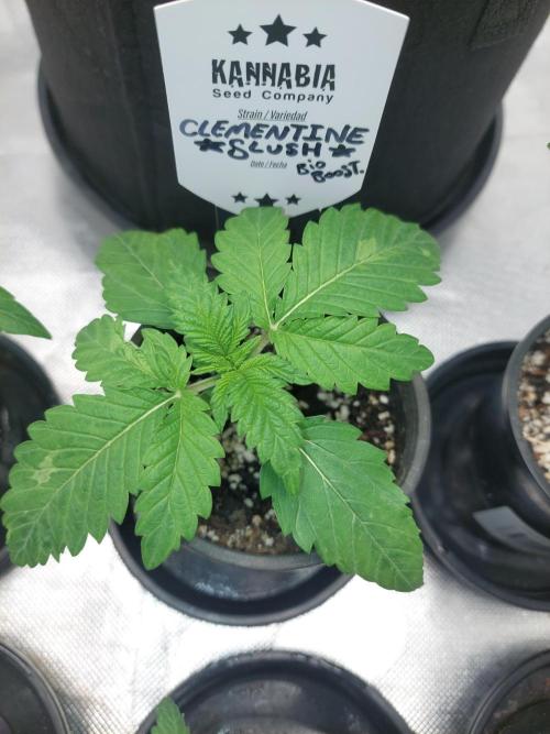 Clementine Slush Bioboost. Week 3