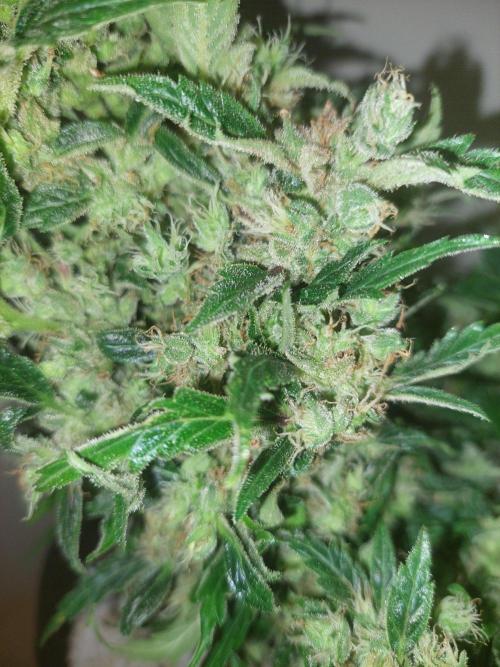 Blue dream automatic 12/12 from seed. Week 14