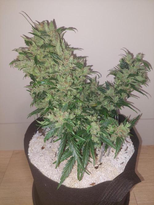 Blue dream automatic 12/12 from seed. Week 14
