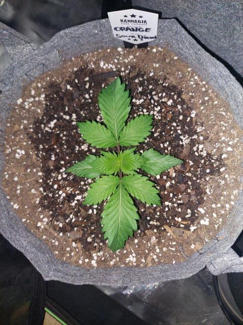Orange sour diesel ⛽️. Week 4