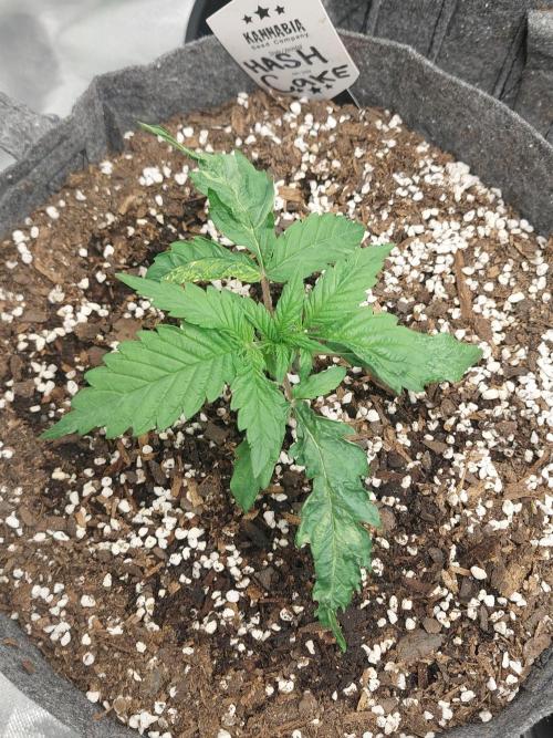 Hash cake. Week 4