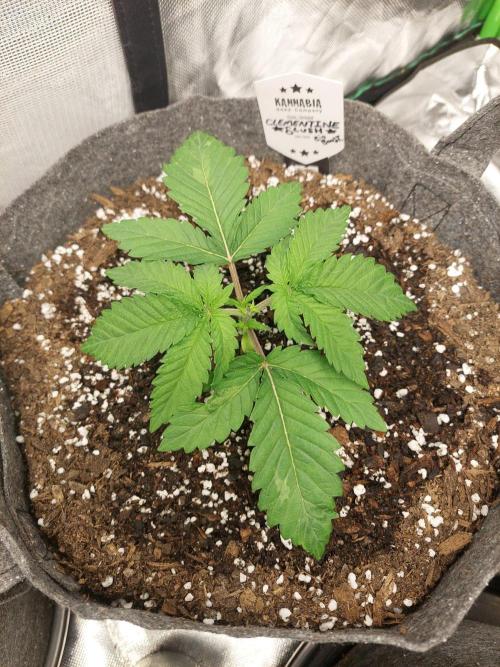 Clementine slush bio boost. Week 4