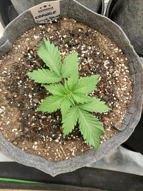 Orange sour diesel ⛽️. Week 4