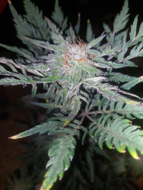 Frosty's Auto Freak. Week 10