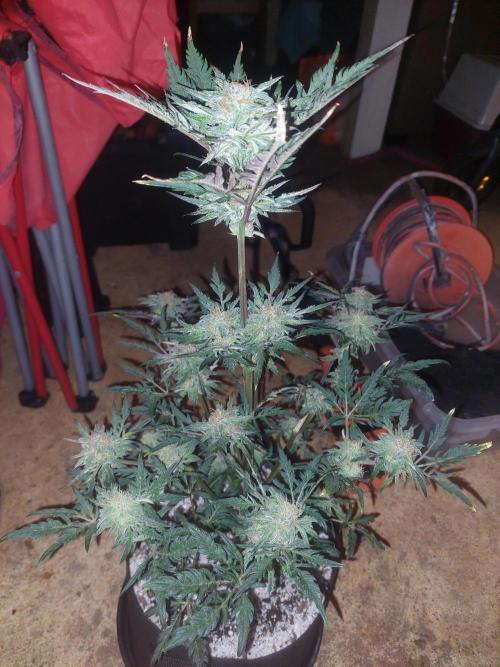 Frostys Auto Freak Test 12/12. Week 10