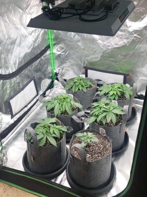 Lemon wasabi triploid  ganja farmer. Week 5