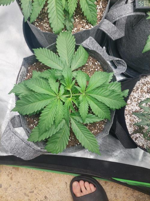 Orange sour diesel ⛽️. Week 5