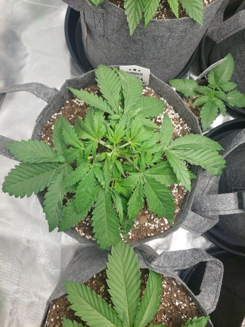 Hash cake. Week 5