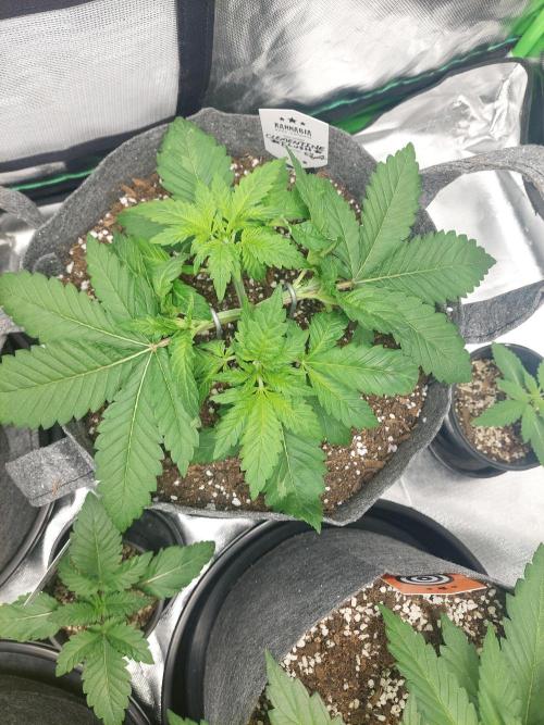 Clementine slush bio boost. Week 5