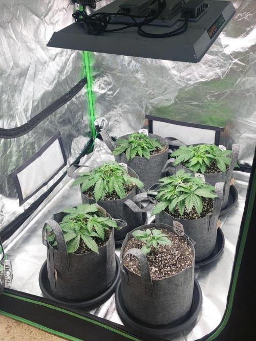 Apple and bananas. Week 5
