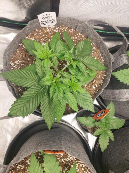 Apple and bananas. Week 5