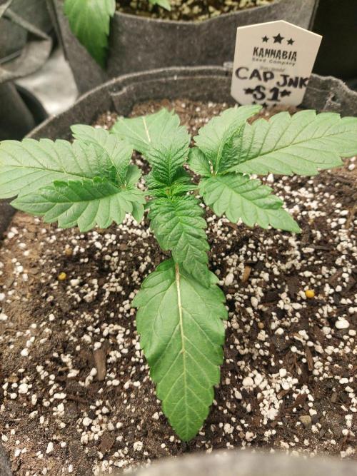 Cap junky S1. Week 3