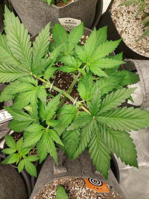 Lemon wasabi triploid  ganja farmer. Week 5