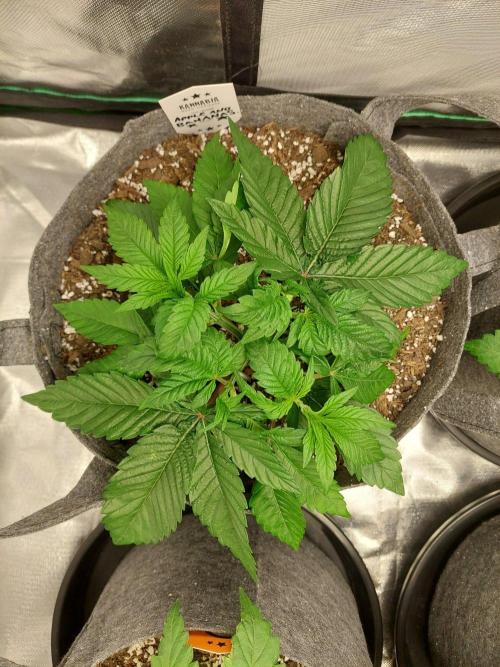 Apple and bananas. Week 5