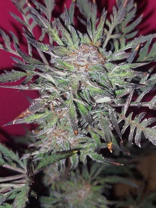 Frostys Auto Freak Test 12/12. Week 11