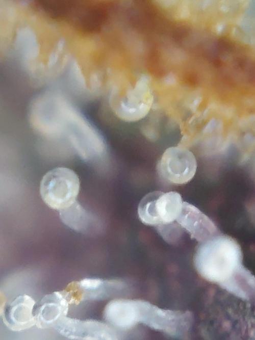 Frostys Auto Freak Test 12/12. Week 11