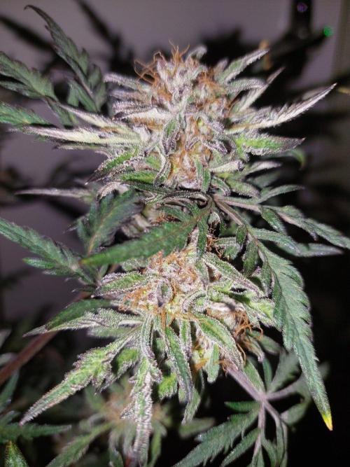Frostys Auto Freak Test 12/12. Week 11