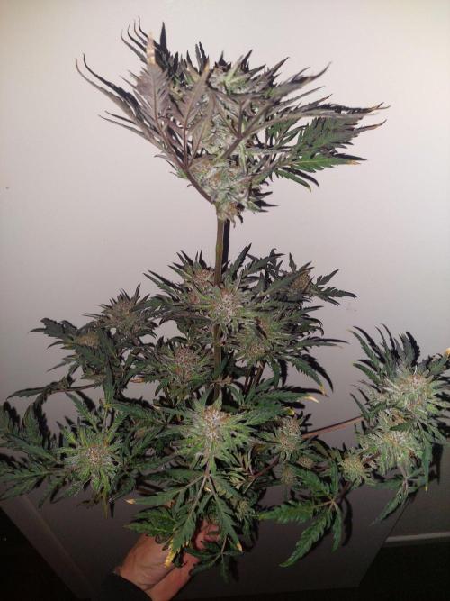 Frostys Auto Freak Test 12/12. Week 11