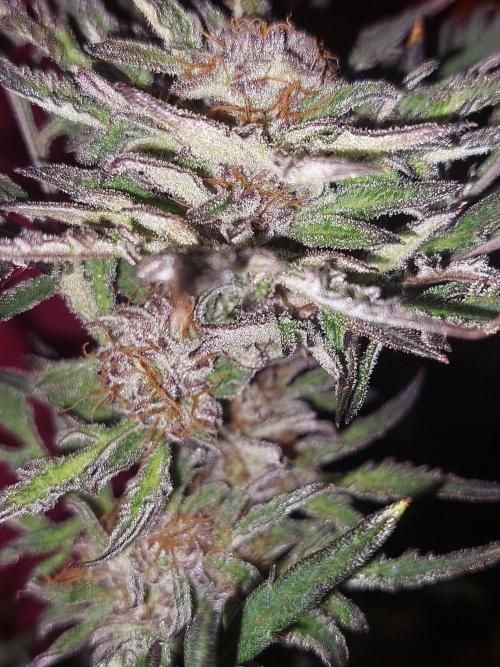 Frostys Auto Freak Test 12/12. Week 11