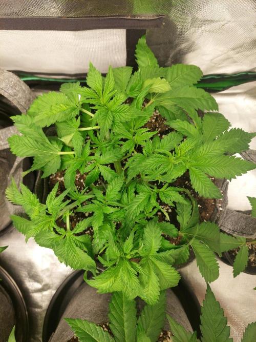 Clementine Slush Bioboost. Week 6