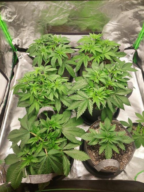 Apple and bananas. Week 6