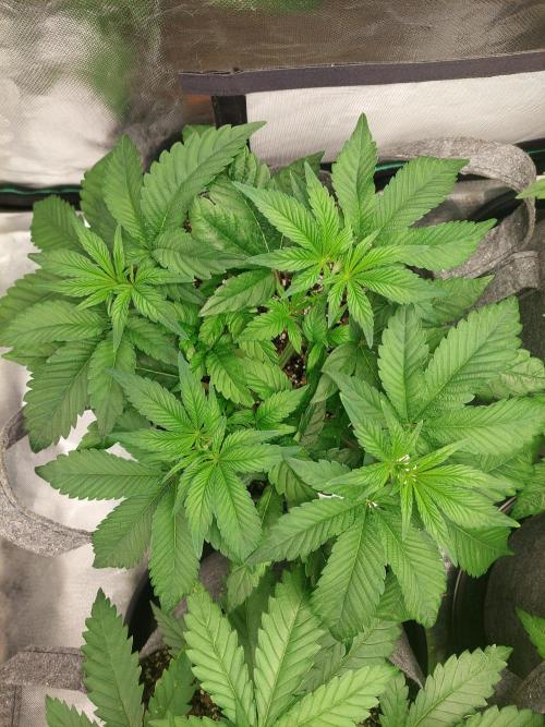 Apple and bananas. Week 6