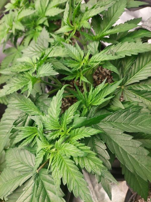 Lemon wasabi triploid  ganja farmer. Week 6