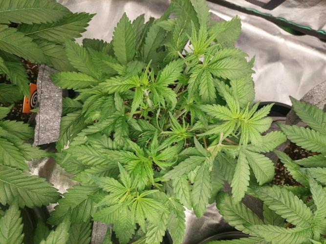 Hash cake. Week 6