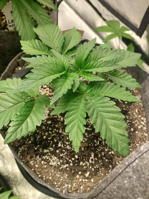 Cap junky S1. Week 4