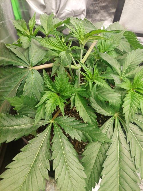 Orange sour diesel ⛽️. Week 6