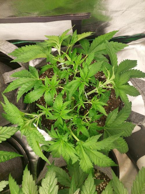 Clementine slush bio boost. Week 6