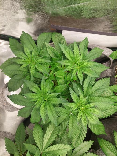 Apple and bananas. Week 6