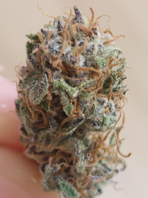 Frostys Auto Freak Test 12/12. Week 11