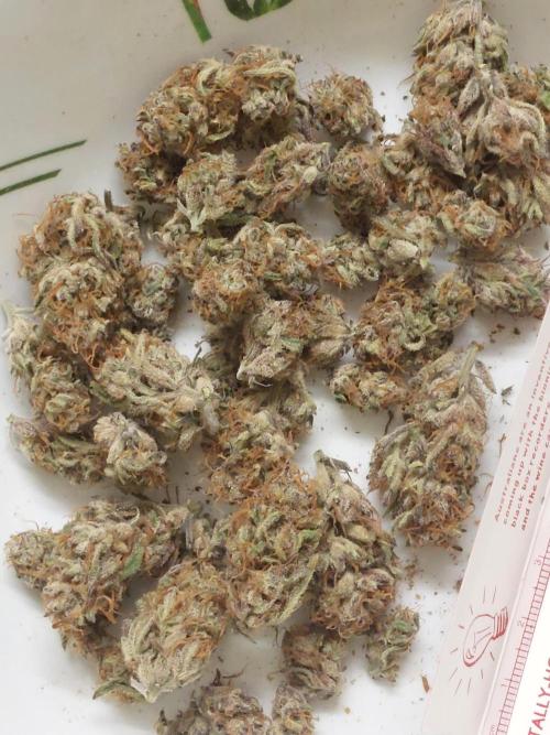 Frostys Auto Freak Test 12/12. Week 11