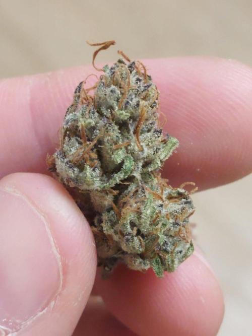 Frosty's Freak. Week 11