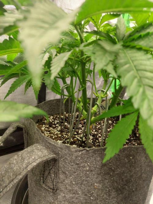 Clementine Slush Bioboost. Week 7