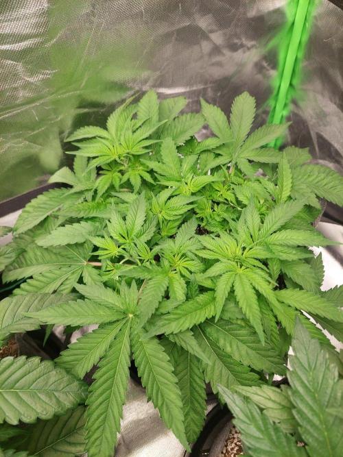 Clementine slush bio boost. Week 7