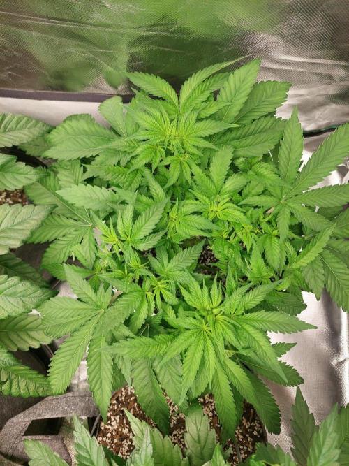 Clementine slush bio boost. Week 7