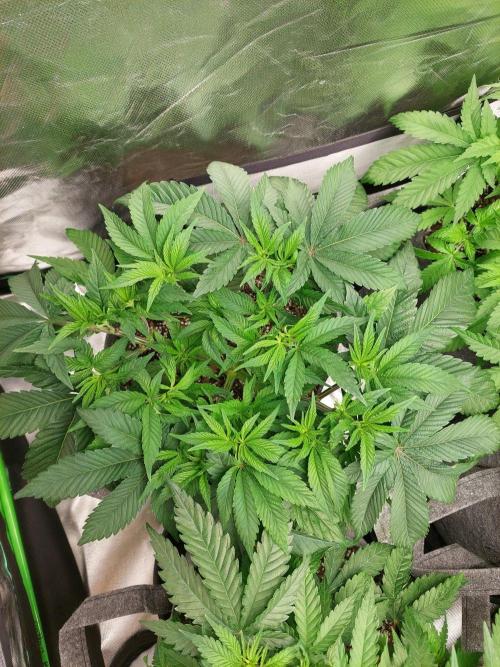 Apple and bananas. Week 7