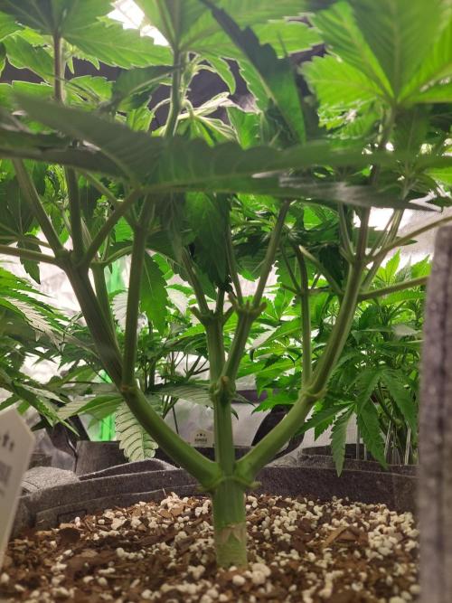 Lemon wasabi triploid  ganja farmer. Week 7
