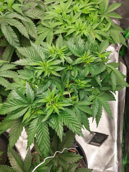 Lemon wasabi triploid  ganja farmer. Week 7