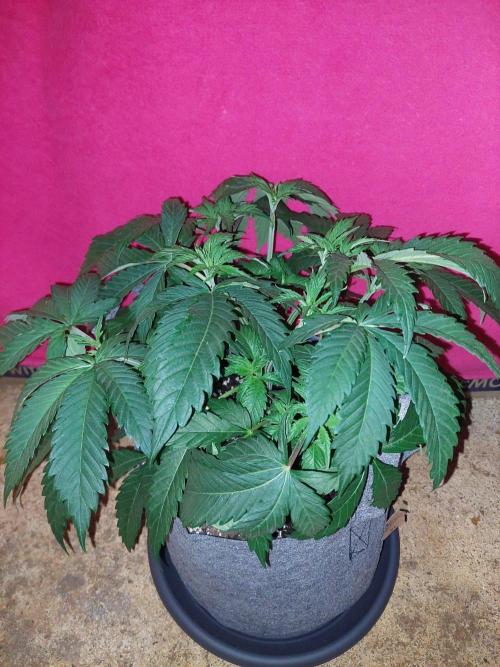 Orange sour diesel ⛽️. Week 7