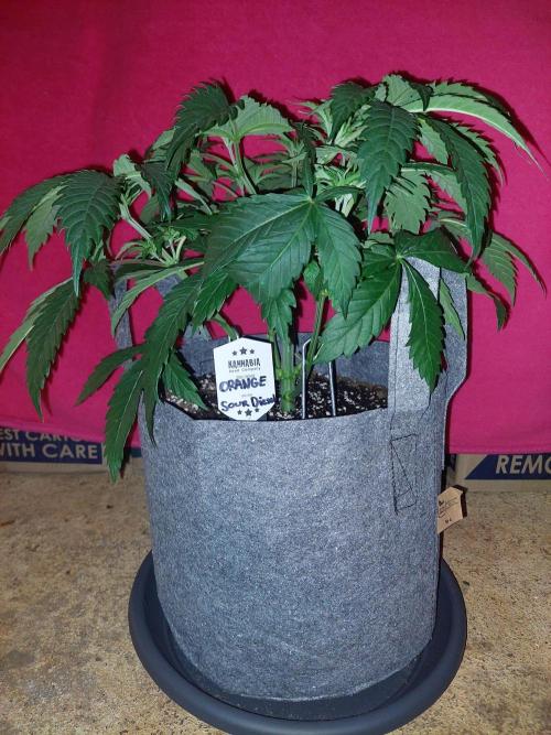 Orange sour diesel ⛽️. Week 7