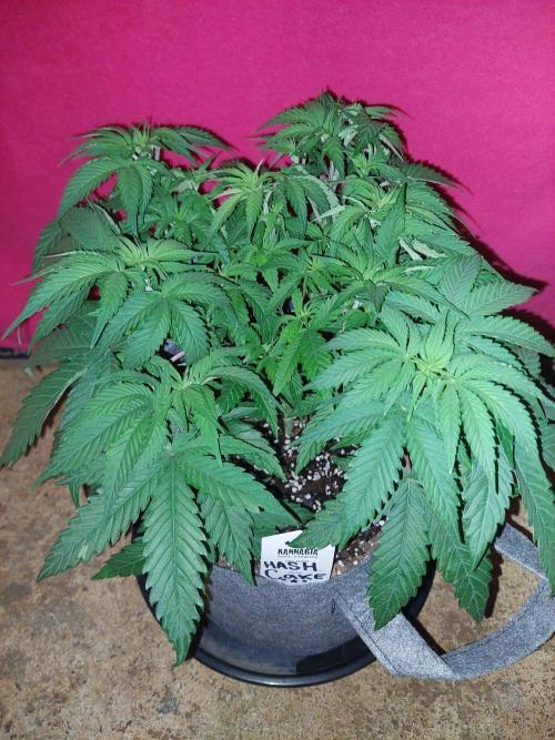 Hash cake. Week 7
