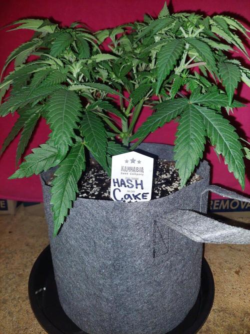 Hash cake. Week 7