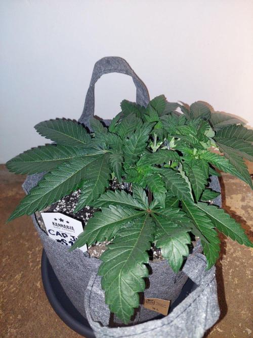 Cap junky S1. Week 5