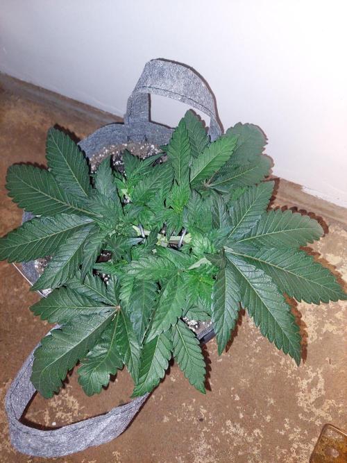 Cap junky S1. Week 5