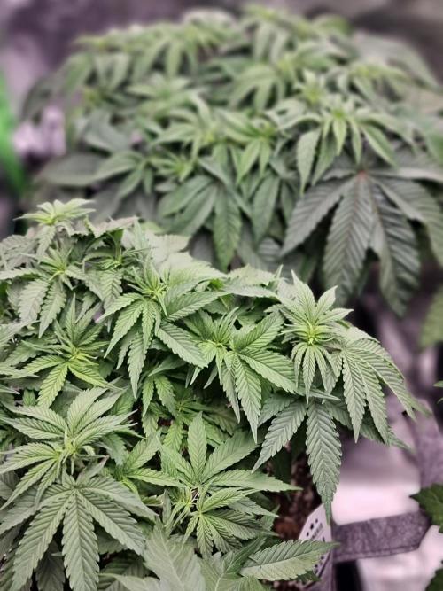 Ganja Farmer - Lemon wasabi  by BarneyRumble420