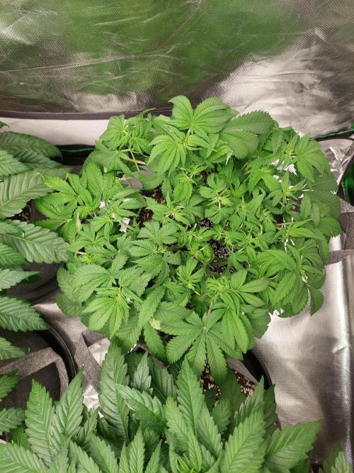 Clementine Slush Bioboost. Week 8